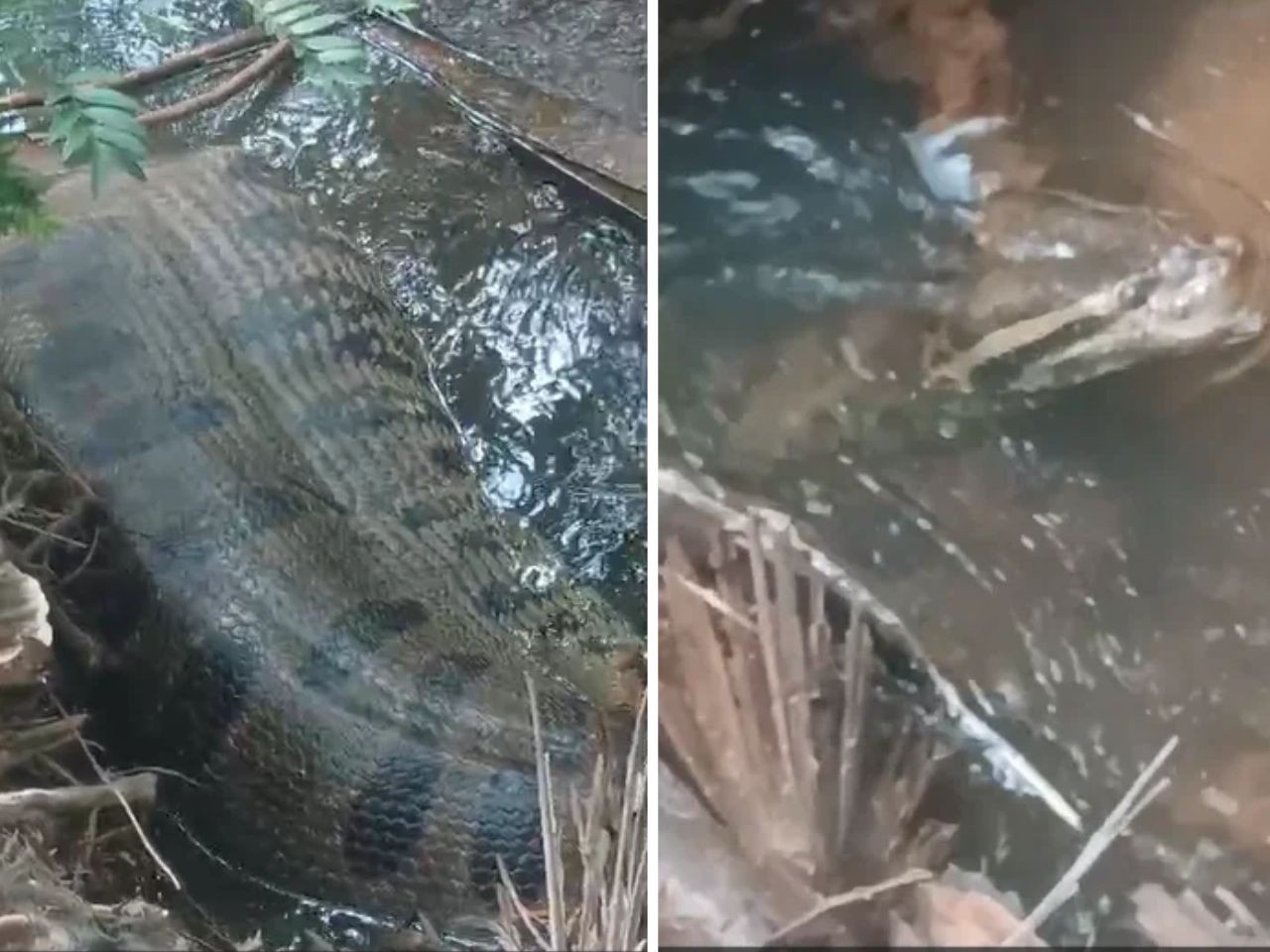 Sucuri de cinco metros é flagrada com a barriga cheia em córrego e surpreende família em MS; veja vídeo