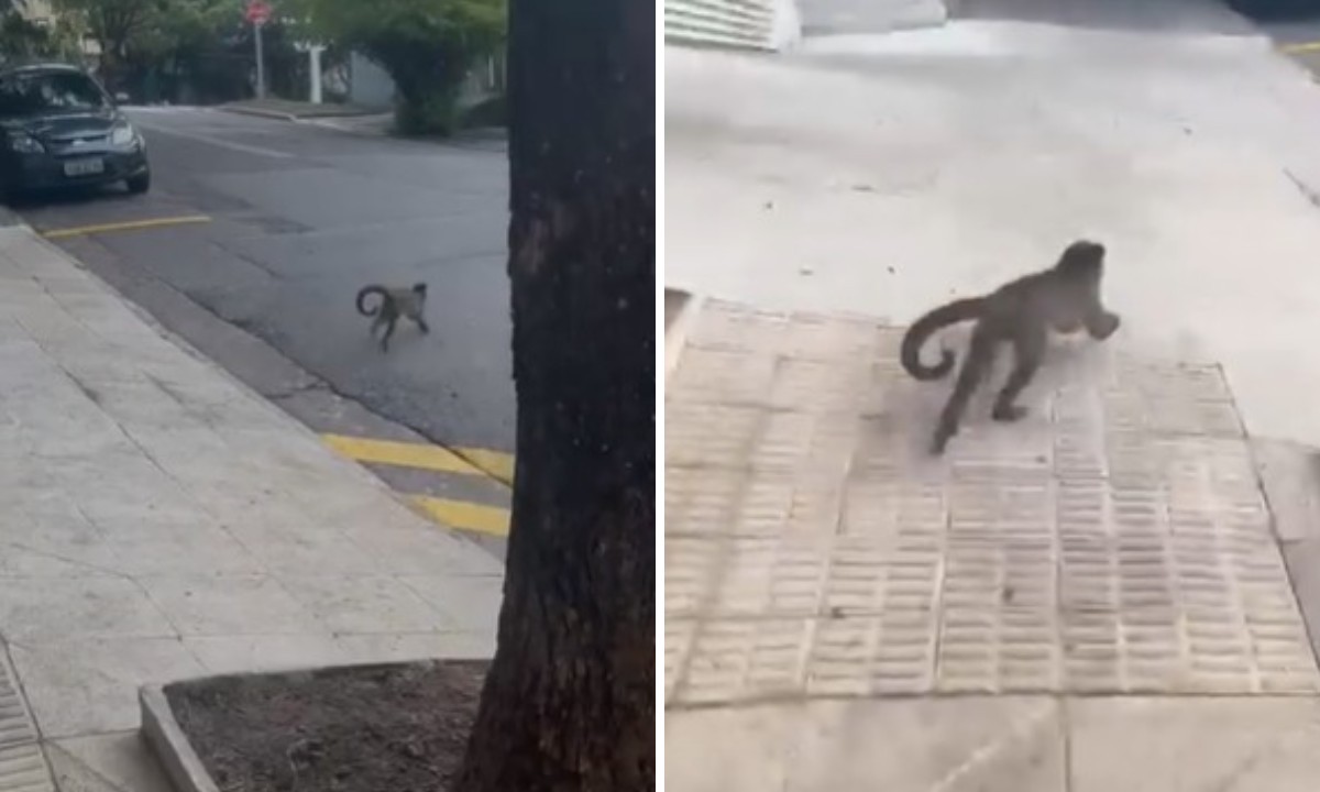 VÍDEO: macaco-prego é flagrado passeando por bairros do Centro e da Zona Oeste de SP