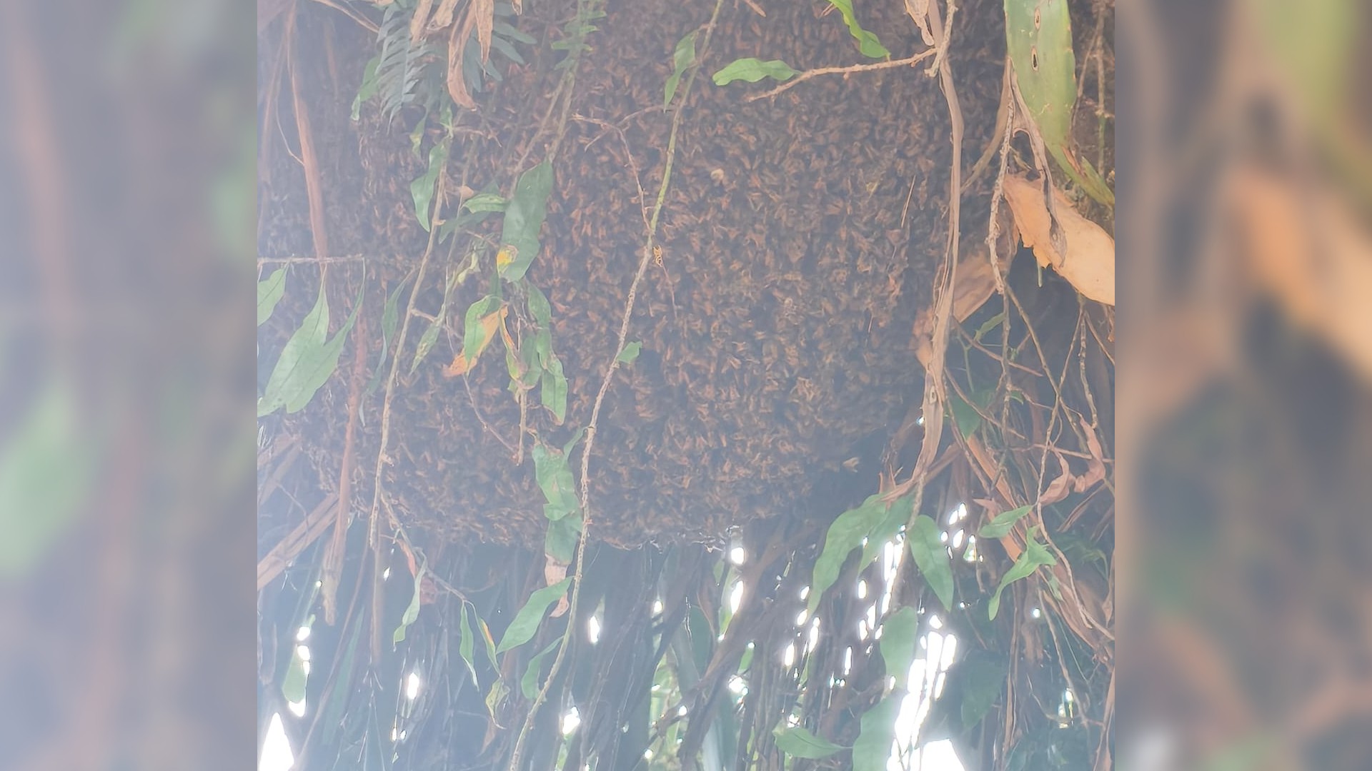 Enxame de abelhas mata cão e deixa homem ferido com 30 ferruadas em Sarapuí