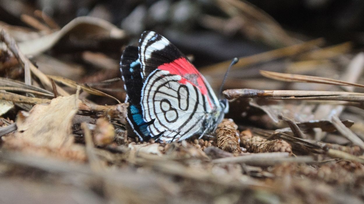 Como as cores das borboletas estão sendo 'apagadas' na Mata Atlântica; entenda