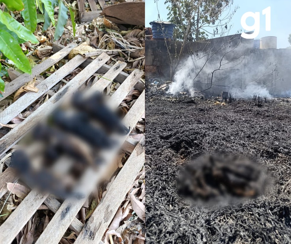 Dezenas de gatos são mortos durante incêndio — Foto: Divulgação