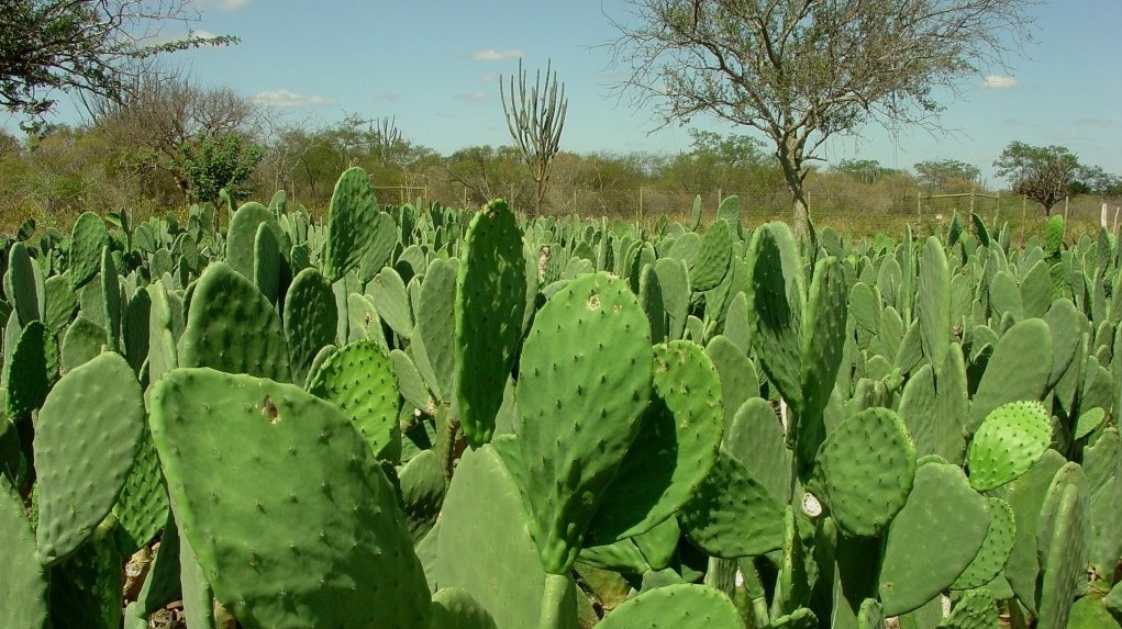 Seminário discute cultivo da palma forrageira no distrito de Rajada em Petrolina 