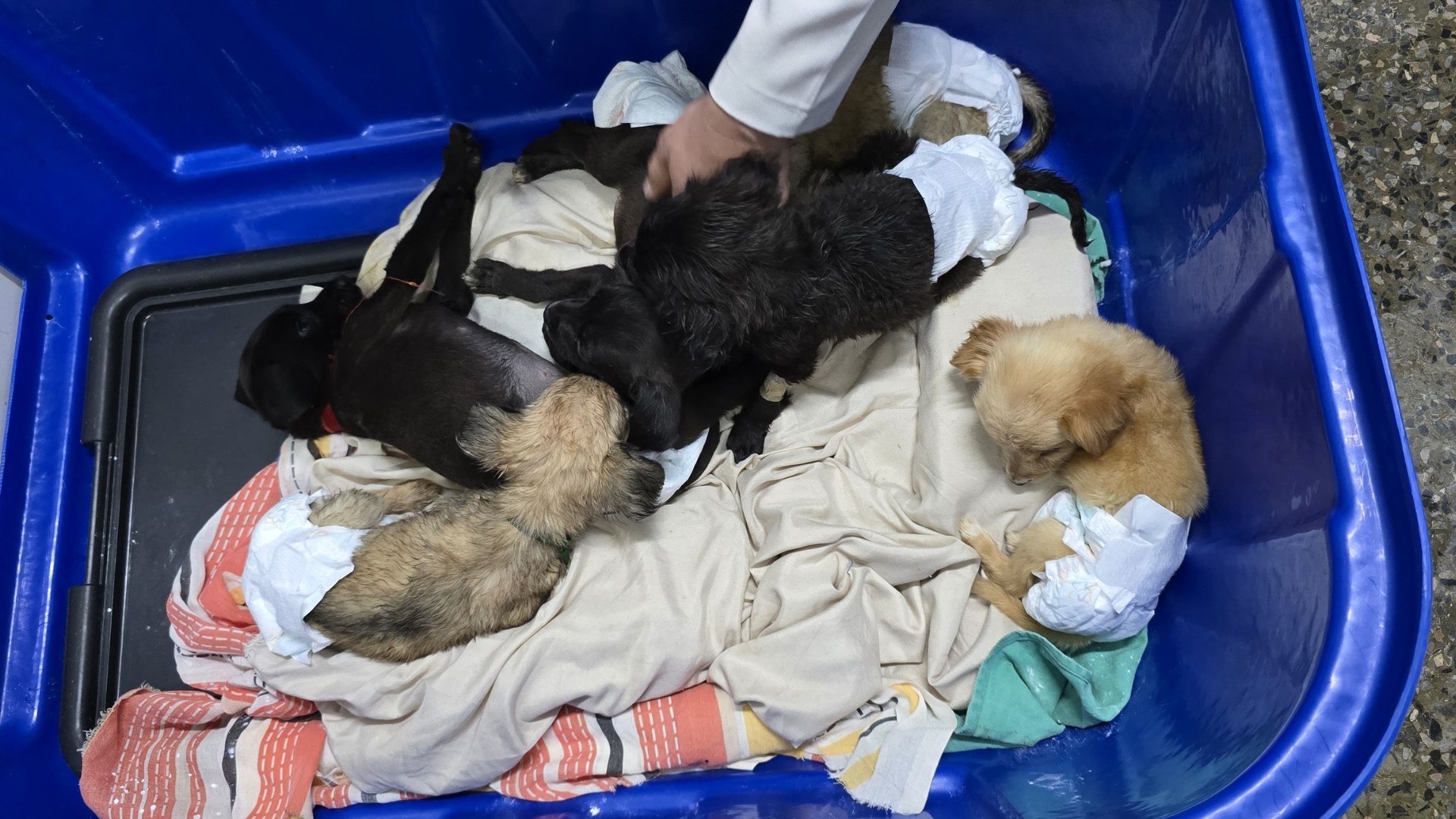 Sujeira, falta de água, vômitos e animais magros: polícia faz vistoria em abrigo público para cães no DF