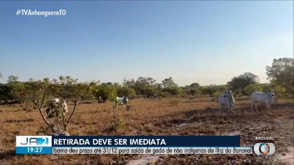 Gado de não indígenas deverão ser retirados da Ilha do Bananal