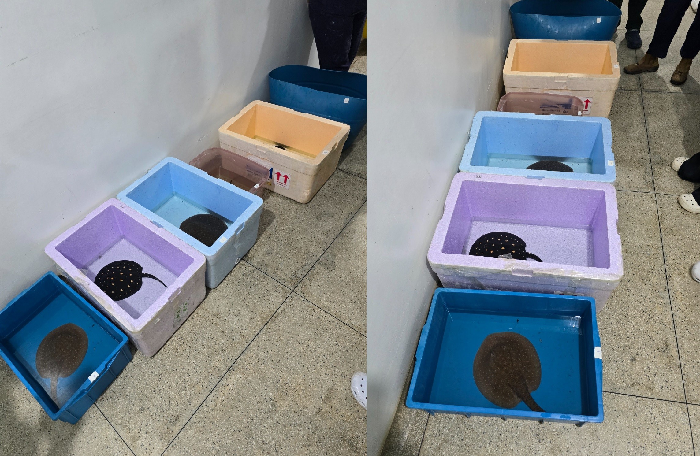 PRF resgata seis arraias transportadas em sacos plásticos na BR-316, em Castanhal, no Pará
