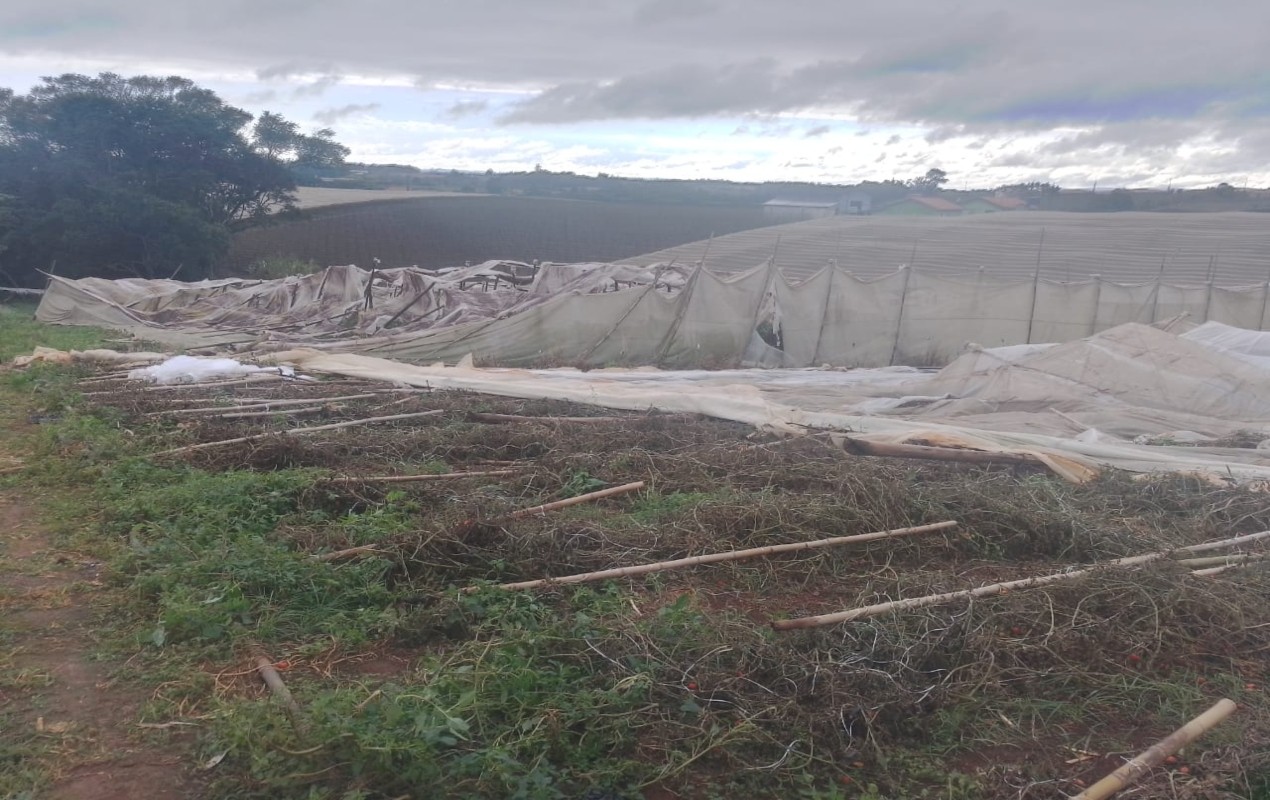 Temporal com ventos de até 80 km/h destrói estufa de tomates e derruba árvores em São Miguel Arcanjo