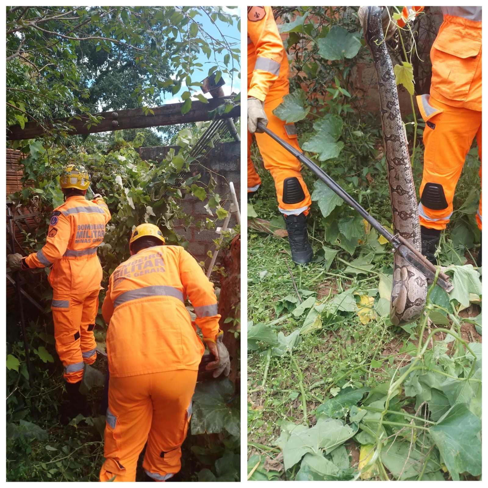 Bombeiros capturam cobra de um metro em quintal de casa em Guaraciama; VÍDEO