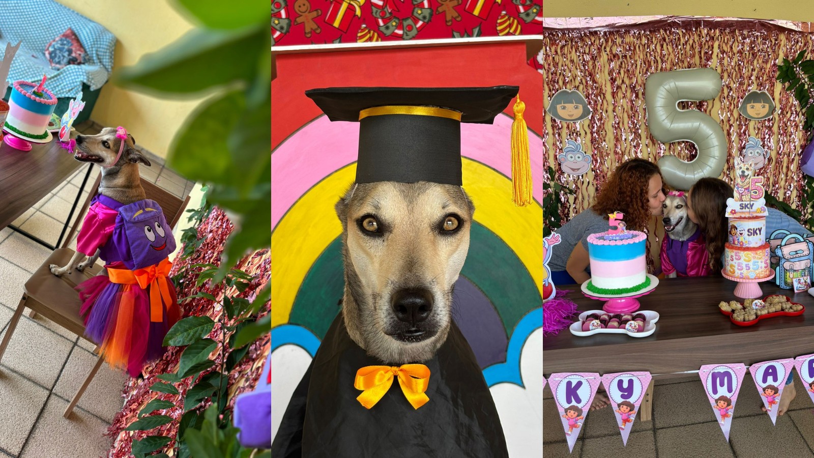 Cadela resgatada de maus-tratos ganha quarto próprio, livro e vira 'pet influencer' no PI; conheça Sky