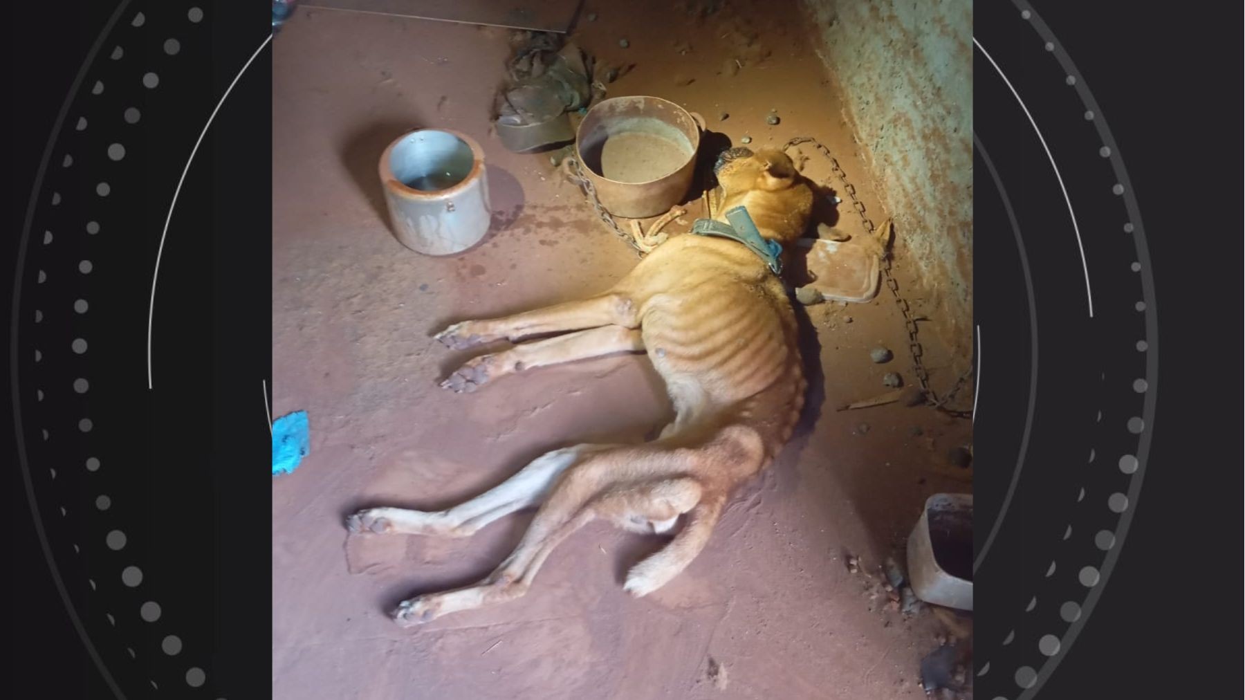 Cão é encontrado amarrado e com ossos marcando a pele em casa do Paraná; tutor foi preso