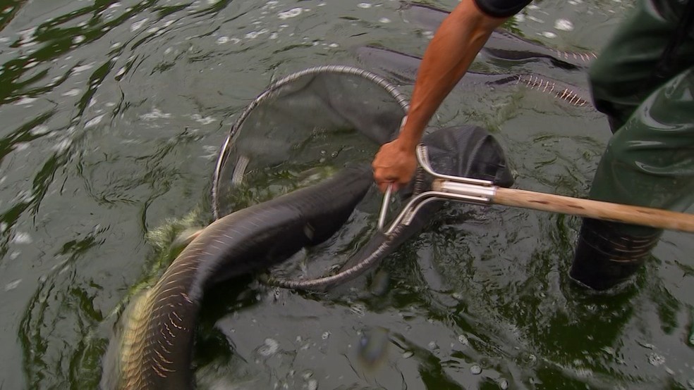 Pesca do pirarucu — Foto: TV TEM/Reprodução
