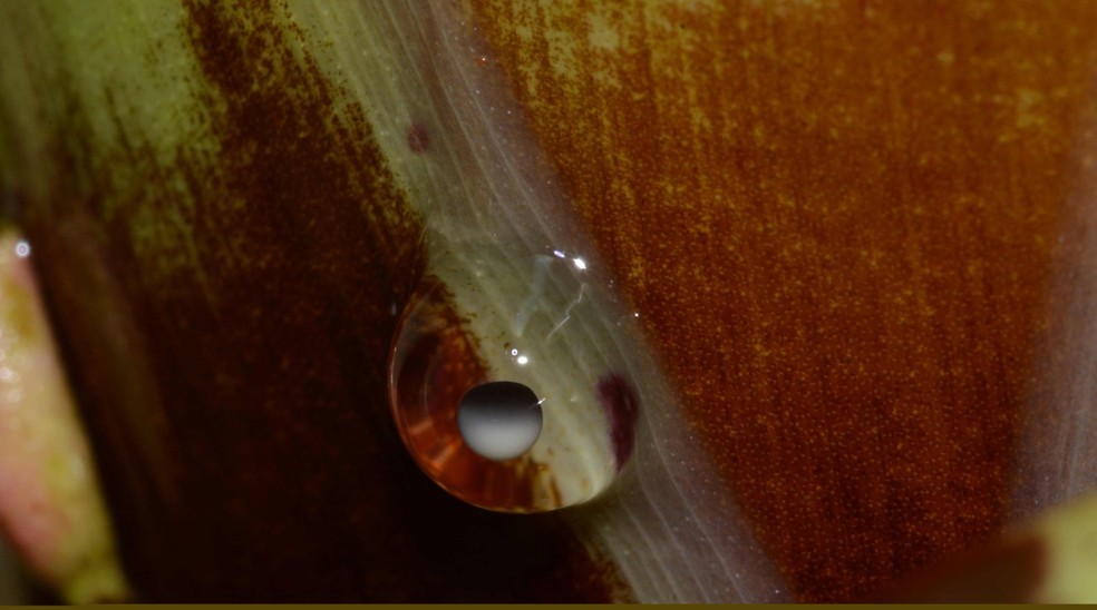 Ovos são colocados dentro das folhas de bromélia; espécie só existe na Pedra do Garrafão, na Região Serrana do ES — Foto: Rodrigo Ferreira/Projeto Bromélias