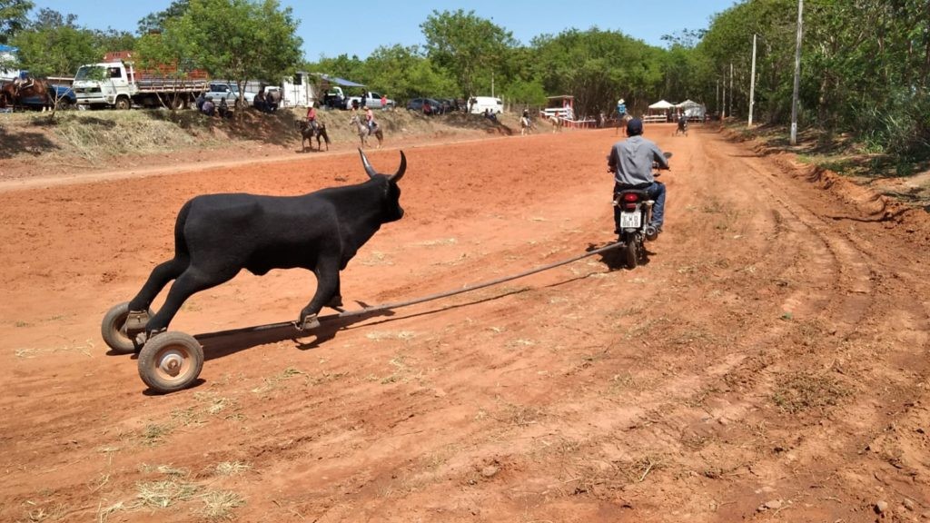 Laço em vaca mecânica passa a ser considerado atividade cultural em São Borja