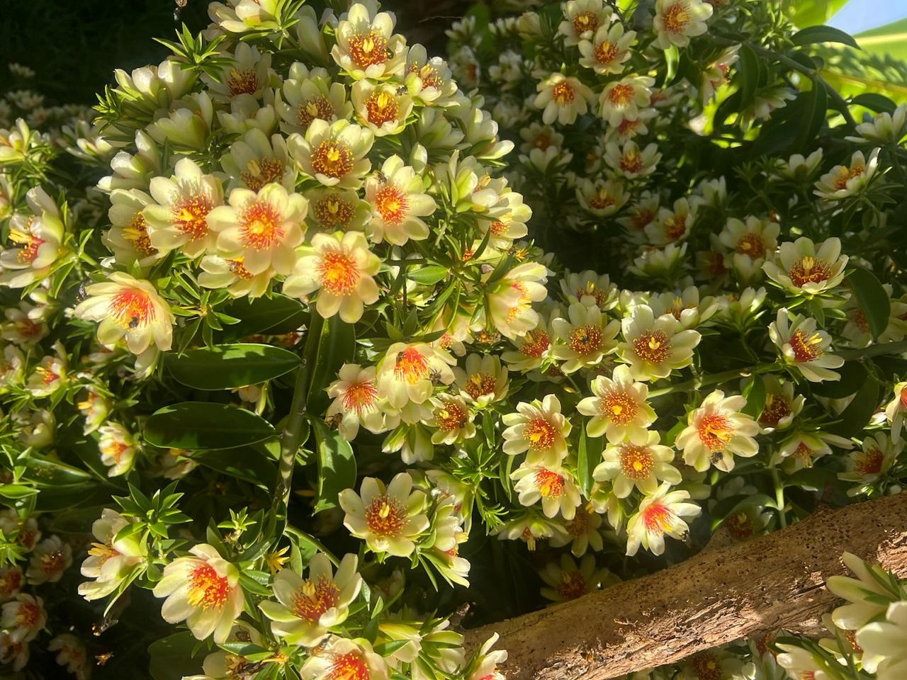 Vídeo: florada de ora-pro-nóbis encanta moradora de Campinas
