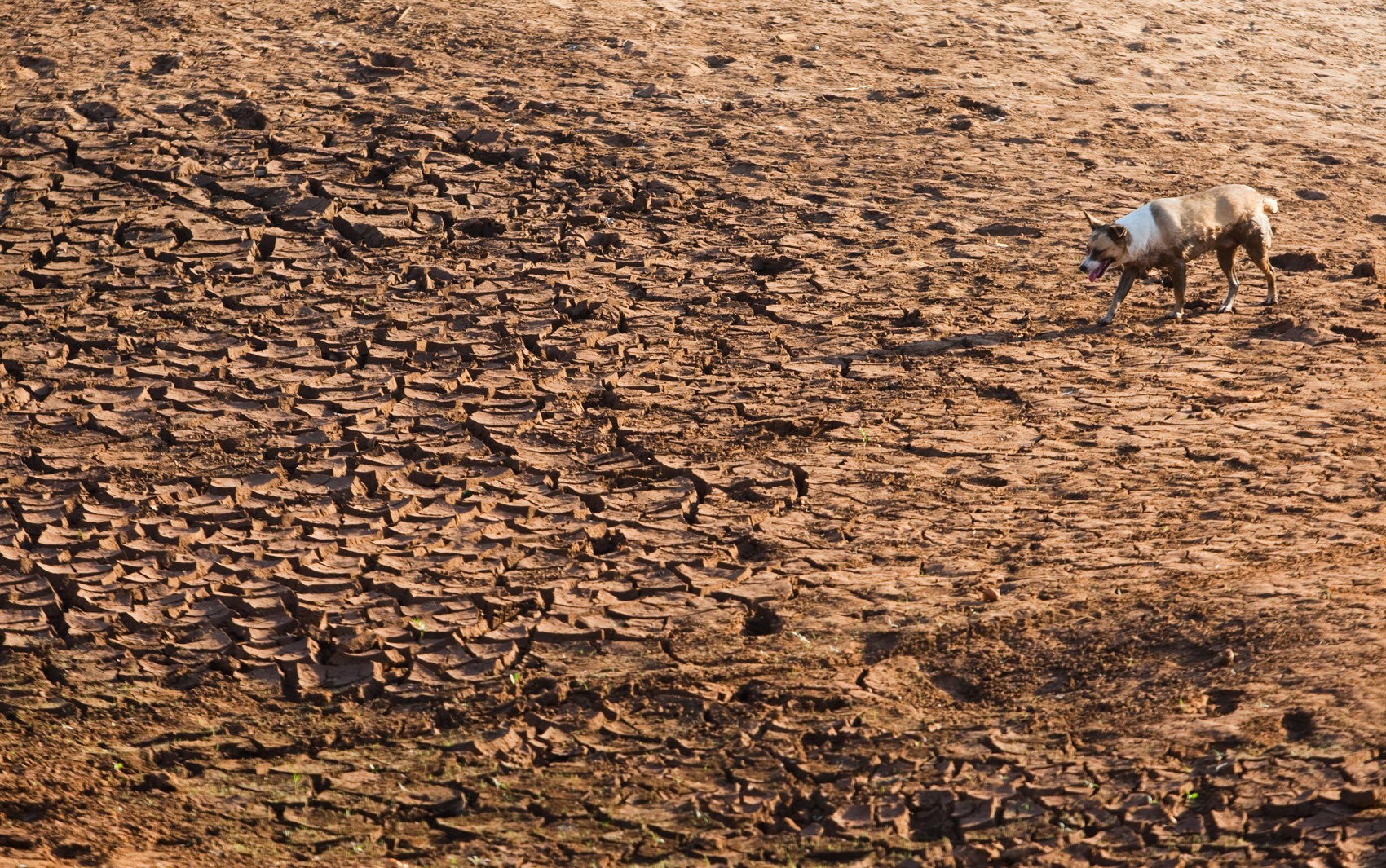 Por que o Cerrado importa tanto no equilíbrio ambiental do Brasil?