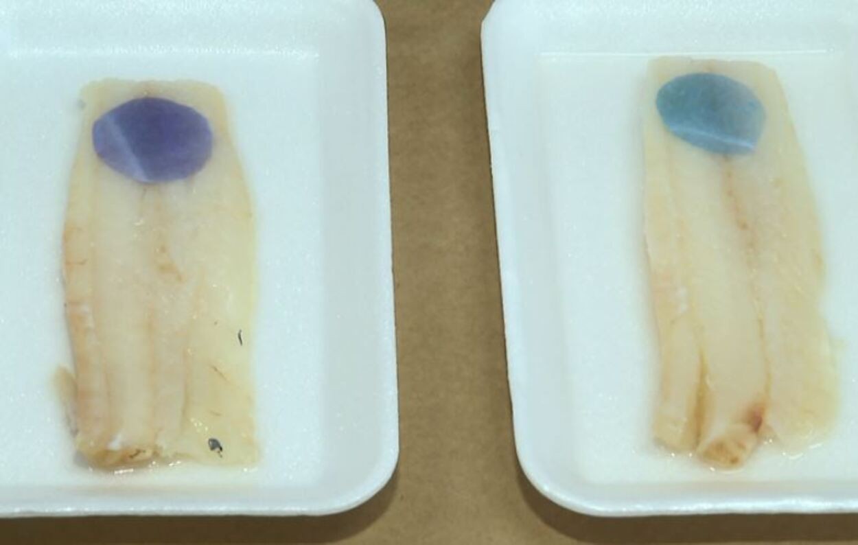 Embalagem feita com repolho roxo muda de cor e mostra se peixe está estragado; entenda