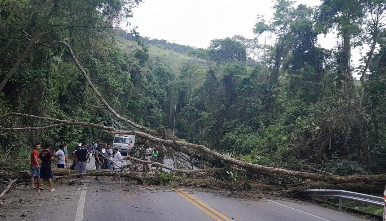 Árvore cai na Rio-Santos, em Angra dos Reis; pistas ficaram bloqueadas 