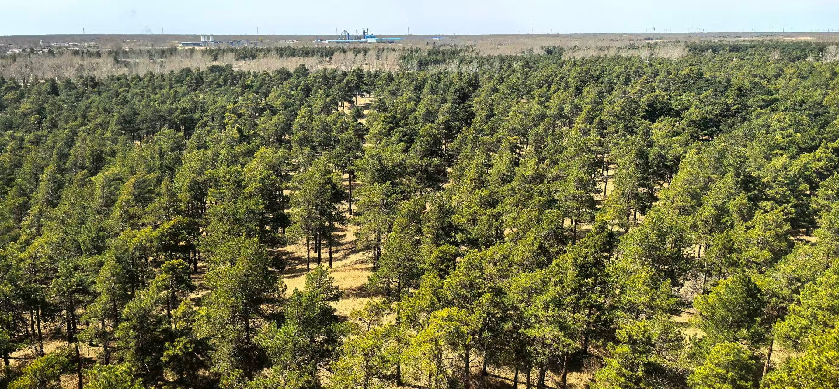 
O que aconteceu após a China plantar 66 bilhões de árvores
