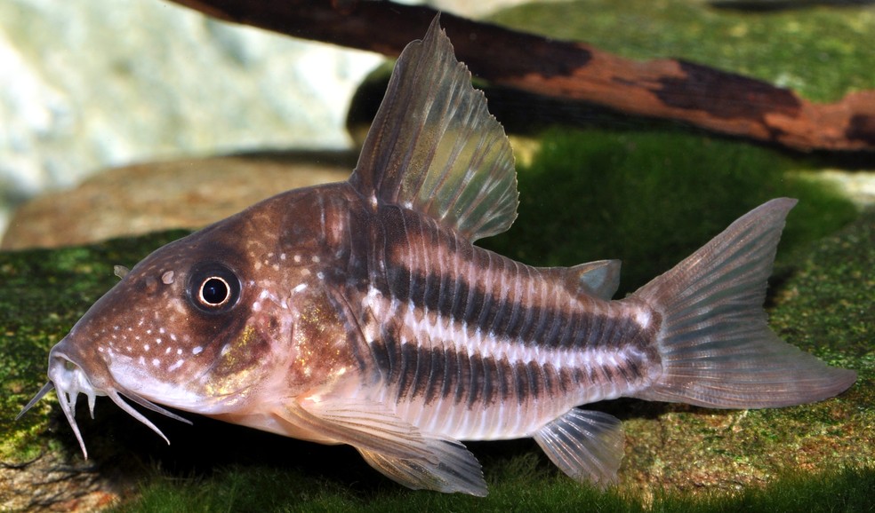 Hoplisoma tenebrosum — Foto: Ingo Seidel