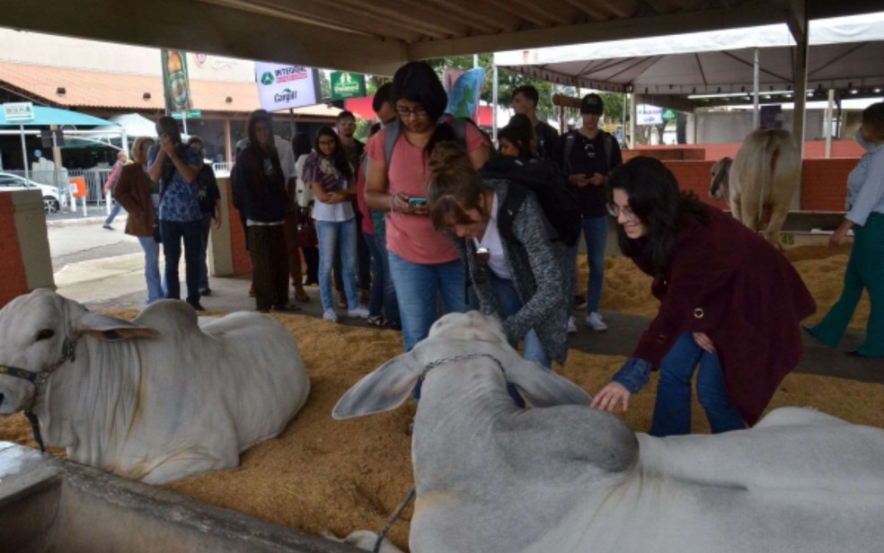 Pecuária de Goiânia acontece nos dias 18 e 28 de maio, em Goiás — Foto: Divulgação/SGPA