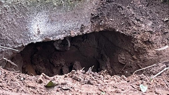 VÍDEO: Cão é resgatado após cavar buraco e terra desmoronar sobre ele - Foto: (CBMSC/Divulgação)