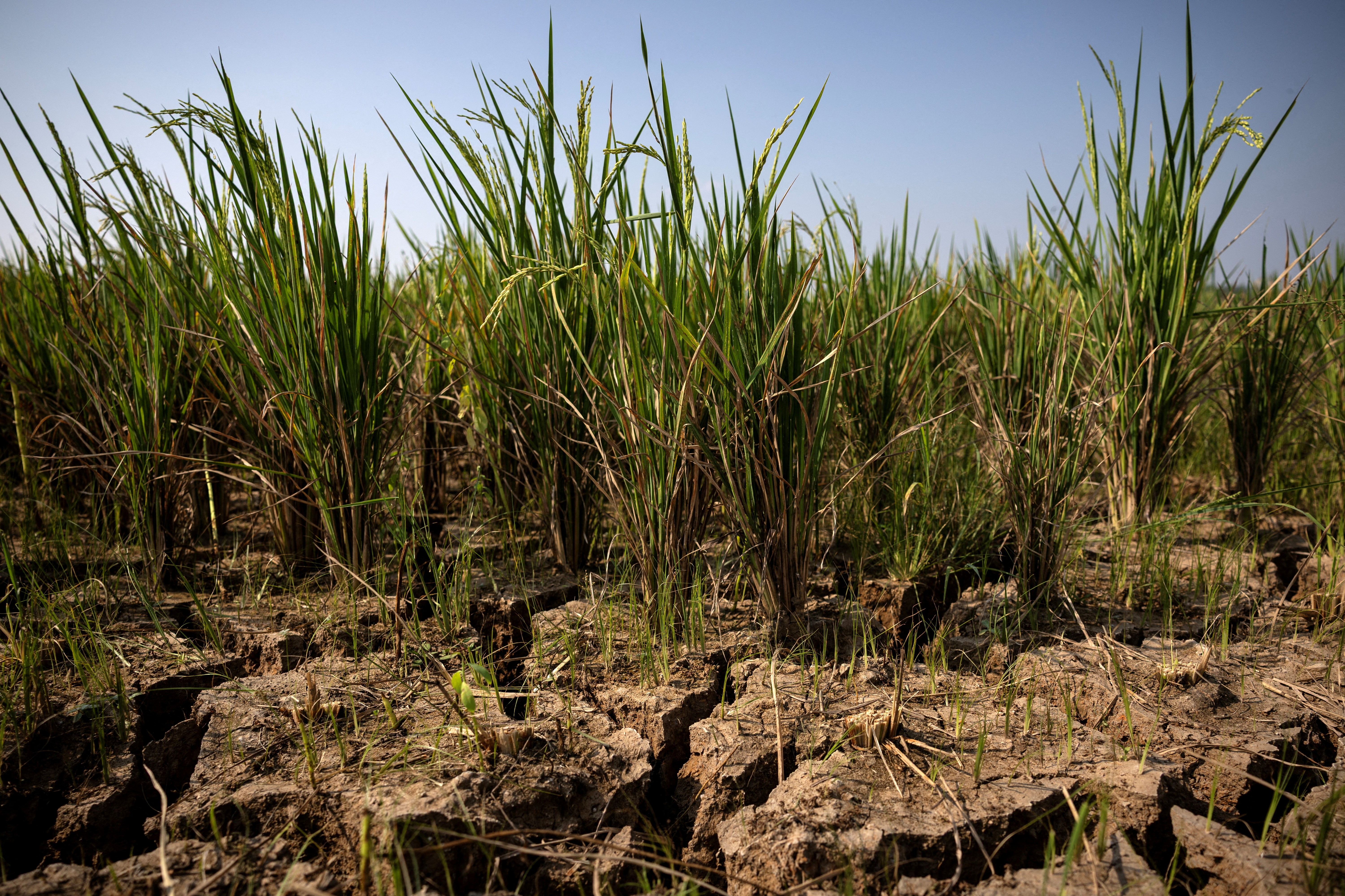 El Niño forte pode levar mais 49 milhões de pessoas à fome aguda, diz agência da ONU