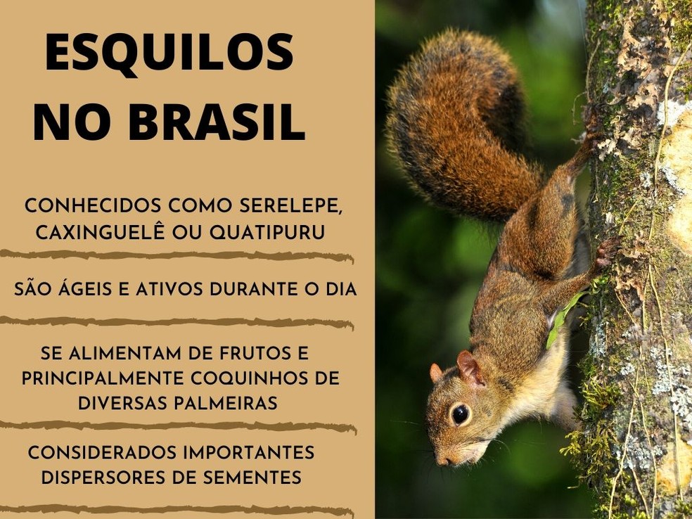 5 curiosidades sobre os esquilos encrenqueiros Tico e Teco