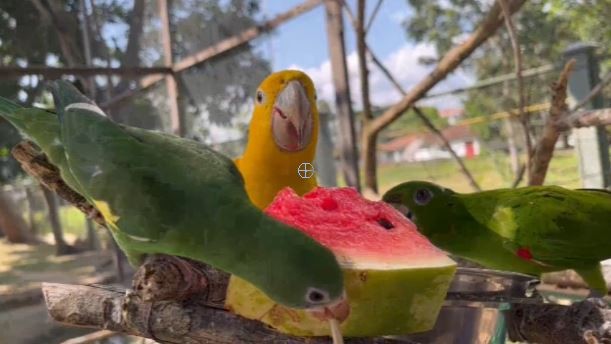 Verão na Amazônia: araras, papagaios e tucanos ganham 'picolés' e ovos gelados para enfrentar calor em Belém