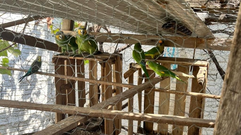 VÍDEO: Homem que dava maconha a papagaio é preso por maus-tratos e venda ilegal de animais em MT