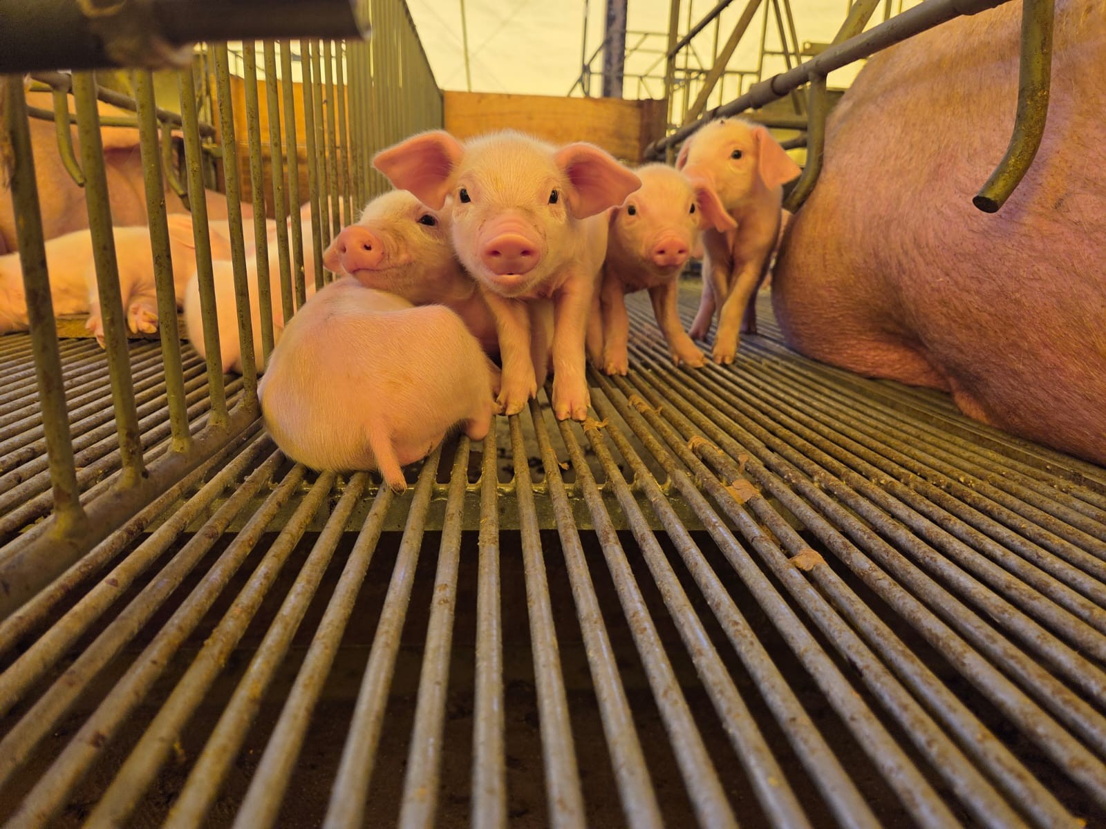 Varejo não acompanha queda no preço do suíno vivo e preocupa produtores em MT