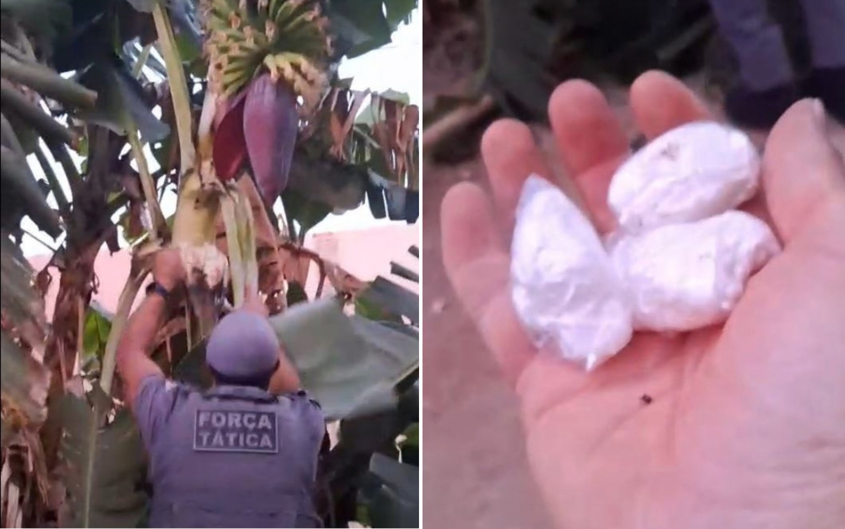 Homem é preso por suspeita de esconder cocaína em pés de bananeira em Franca, SP