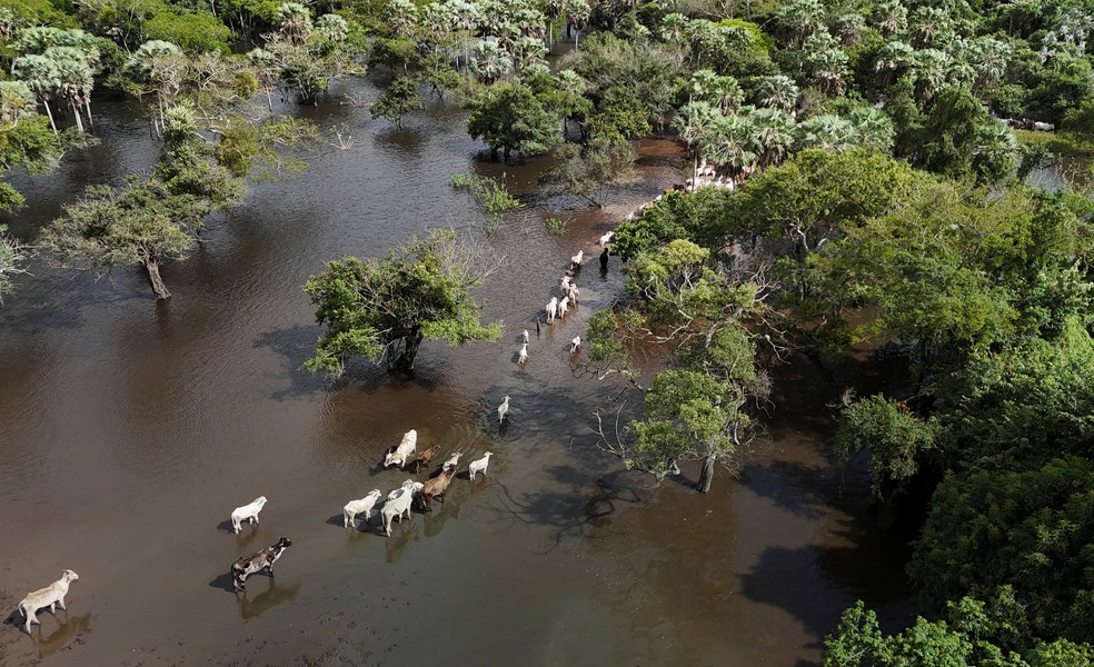 Animais caminham em pasto alagado na Bolívia — Foto: Reuters