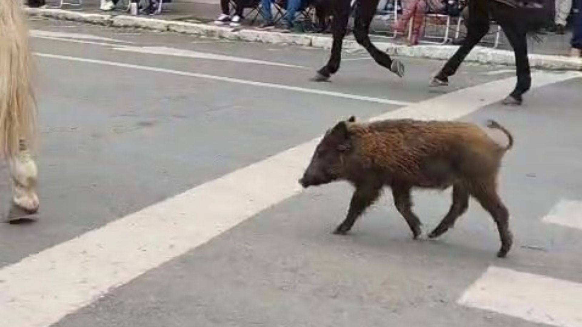 Javali 'Anastácio' em desfile de cavaleiros é escolhida a melhor imagem do Mês Farroupilha