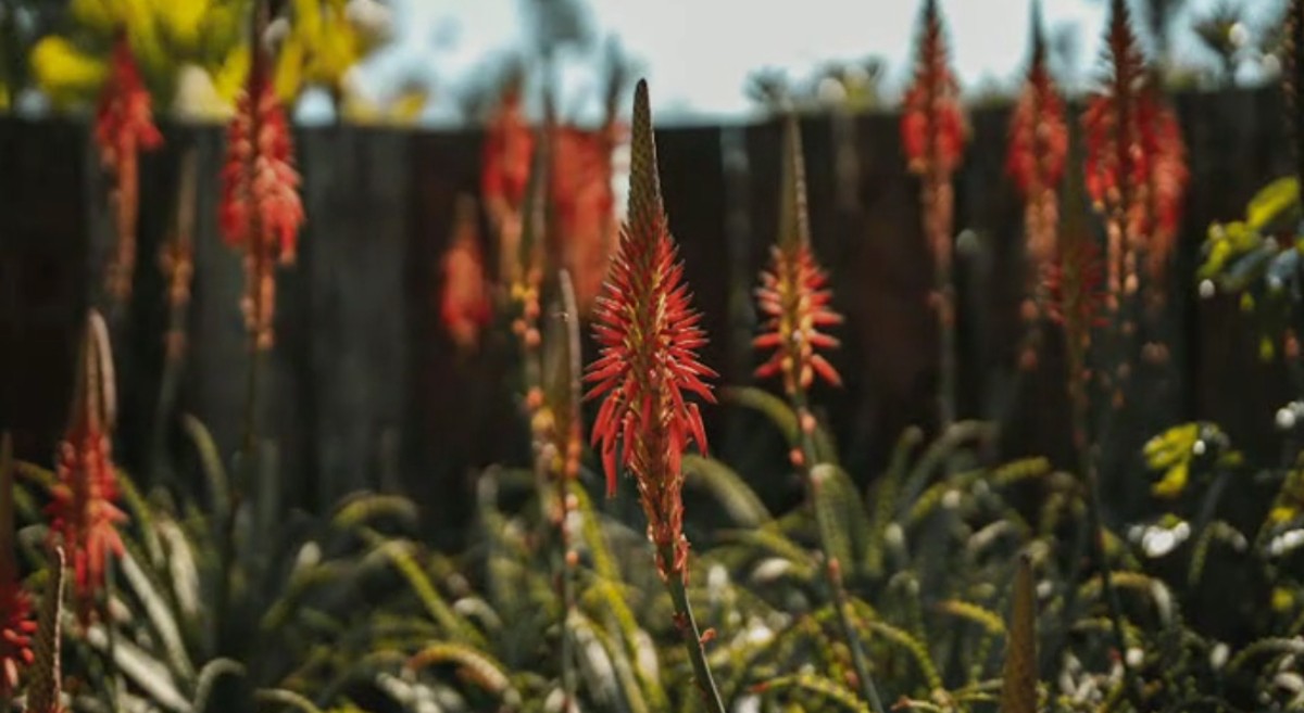 Mostra reúne jardins históricos e gastronomia floral no Vale do Café