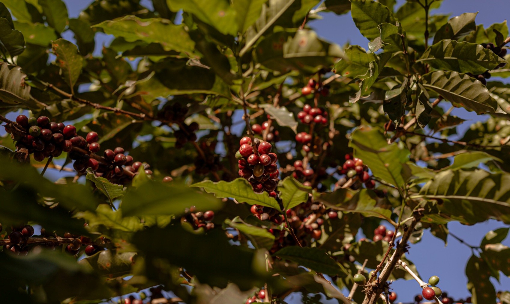 Sul de Minas deve aumentar safra de café em 10,5% e produzir 14,9 milhões de sacas em 2024; entenda