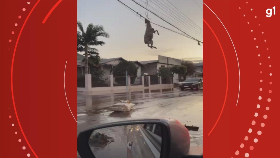 Imagem ovelha em Muçum — Foto: Reprodução