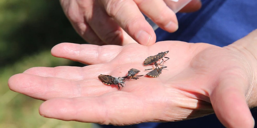 Barbeiro é causador da Doença de Chagas — Foto:  Divulgação/ Saúde