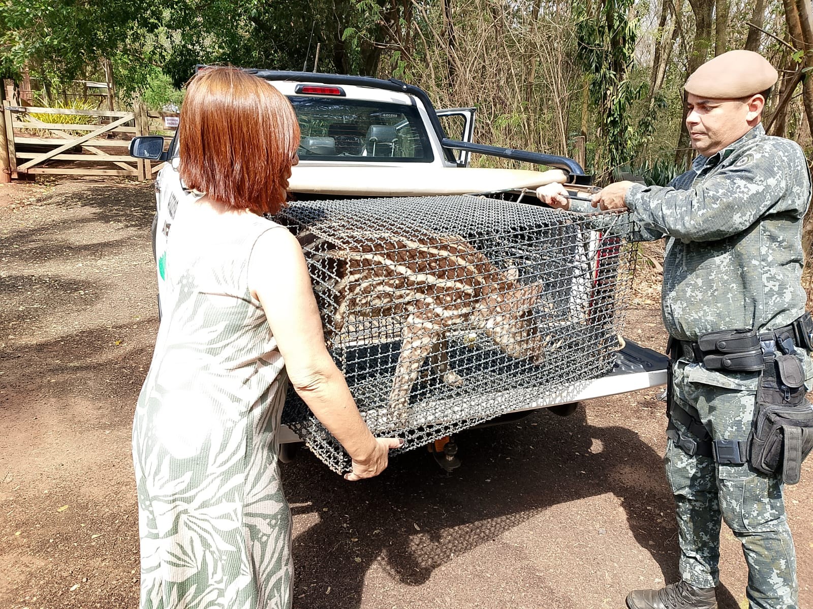 Filhote de anta é resgatado com ferimentos em área atingida por incêndios no interior de SP