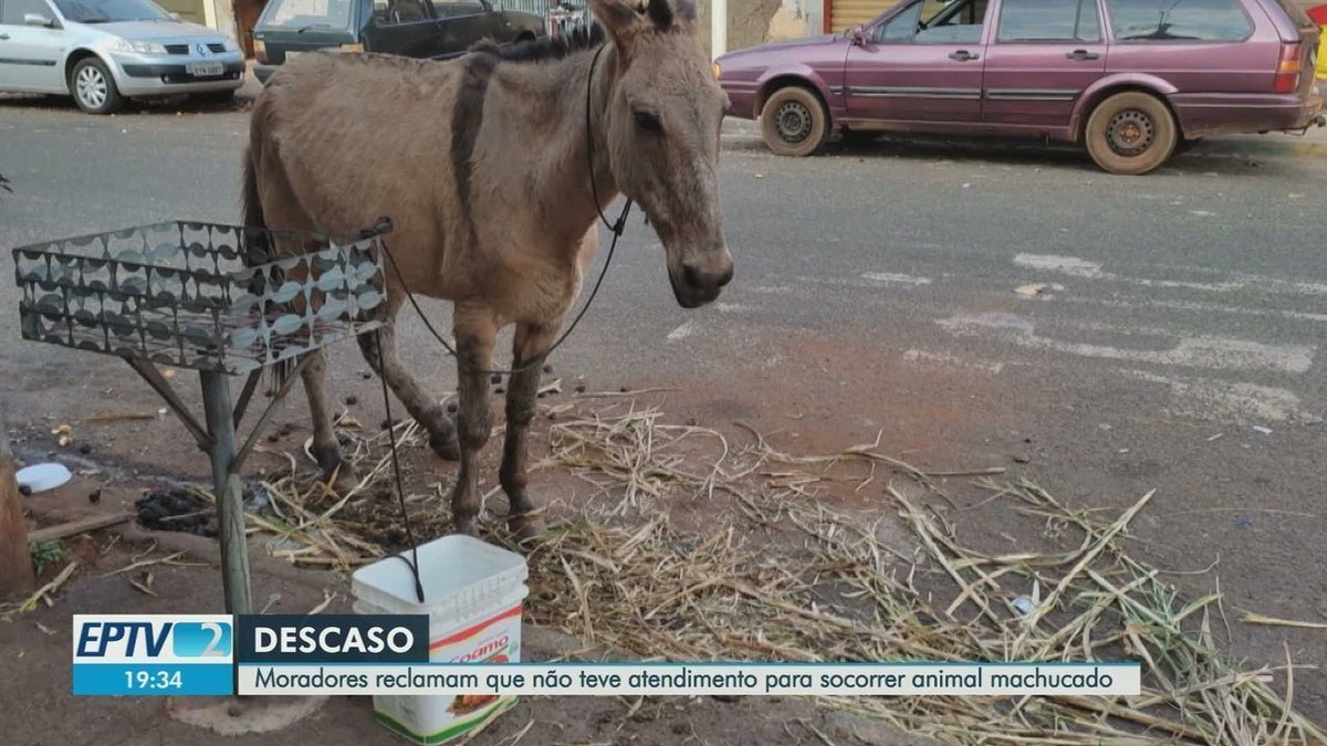 Burro Preto – Só Jogo