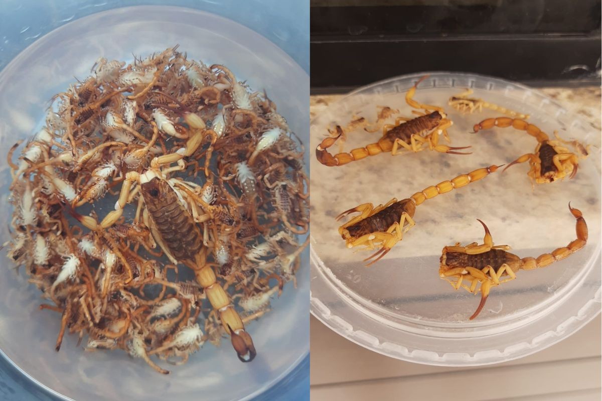 Mulher encontra cerca de 300 escorpiões no quintal de casa durante uma semana, no PR; saiba quais são os cuidados