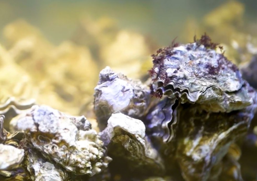 Ostras passam por um processo de depuração antes de serem servidas como alimento — Foto: TV Cabo Branco/Reprodução