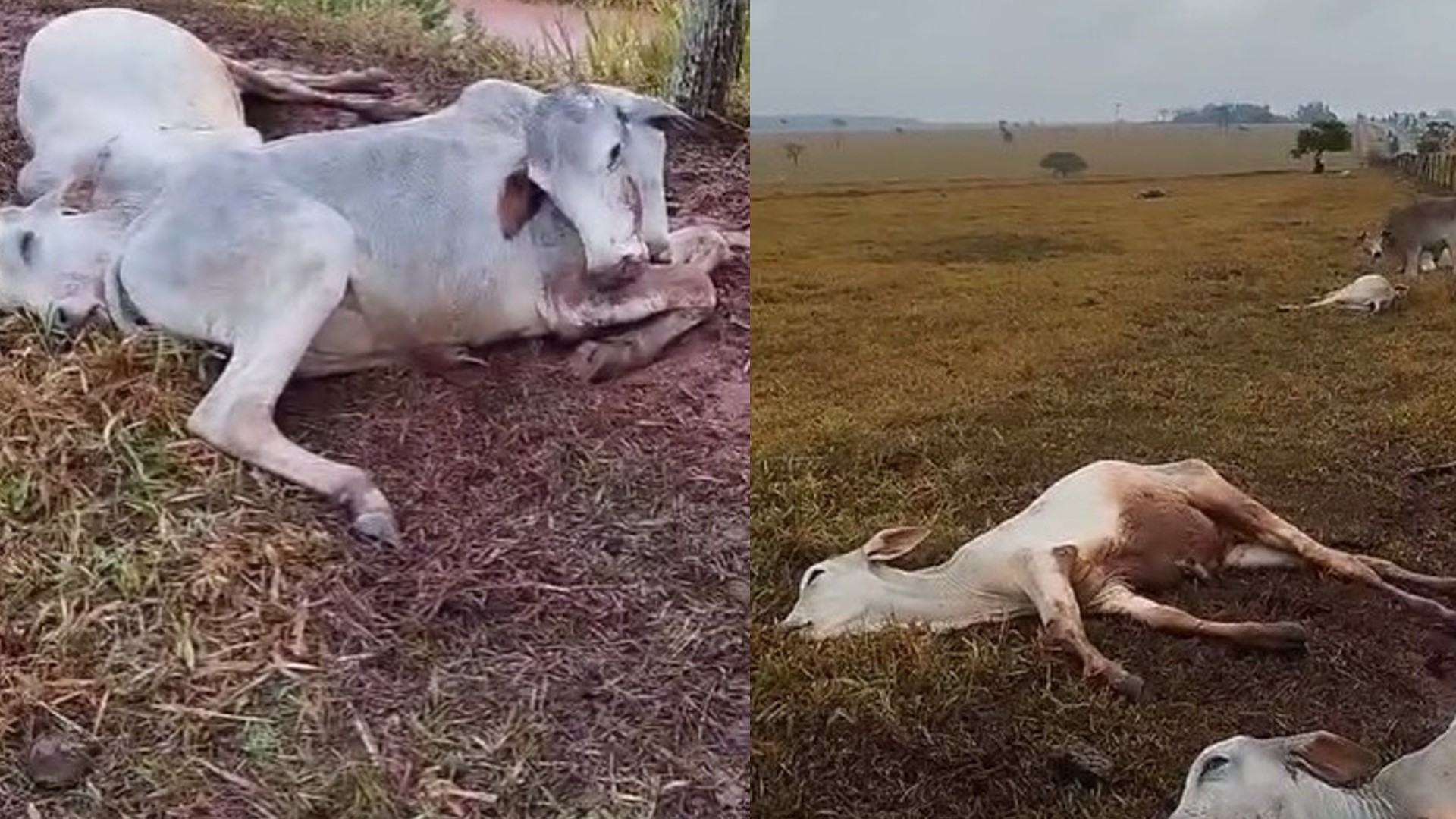 Com gado exposto ao frio, pecuaristas são alertados para temperaturas baixas em MS; vídeo