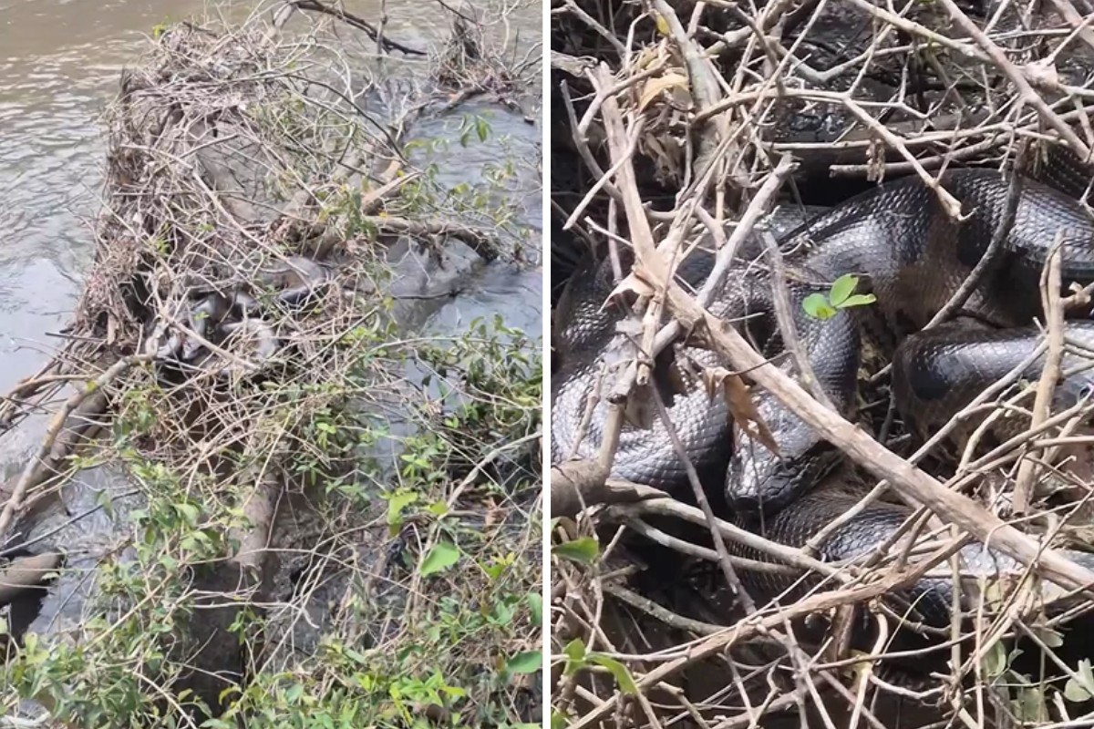Pescador encontra sucuri camuflada entre galhos em rio de MS: 'Presente misterioso'