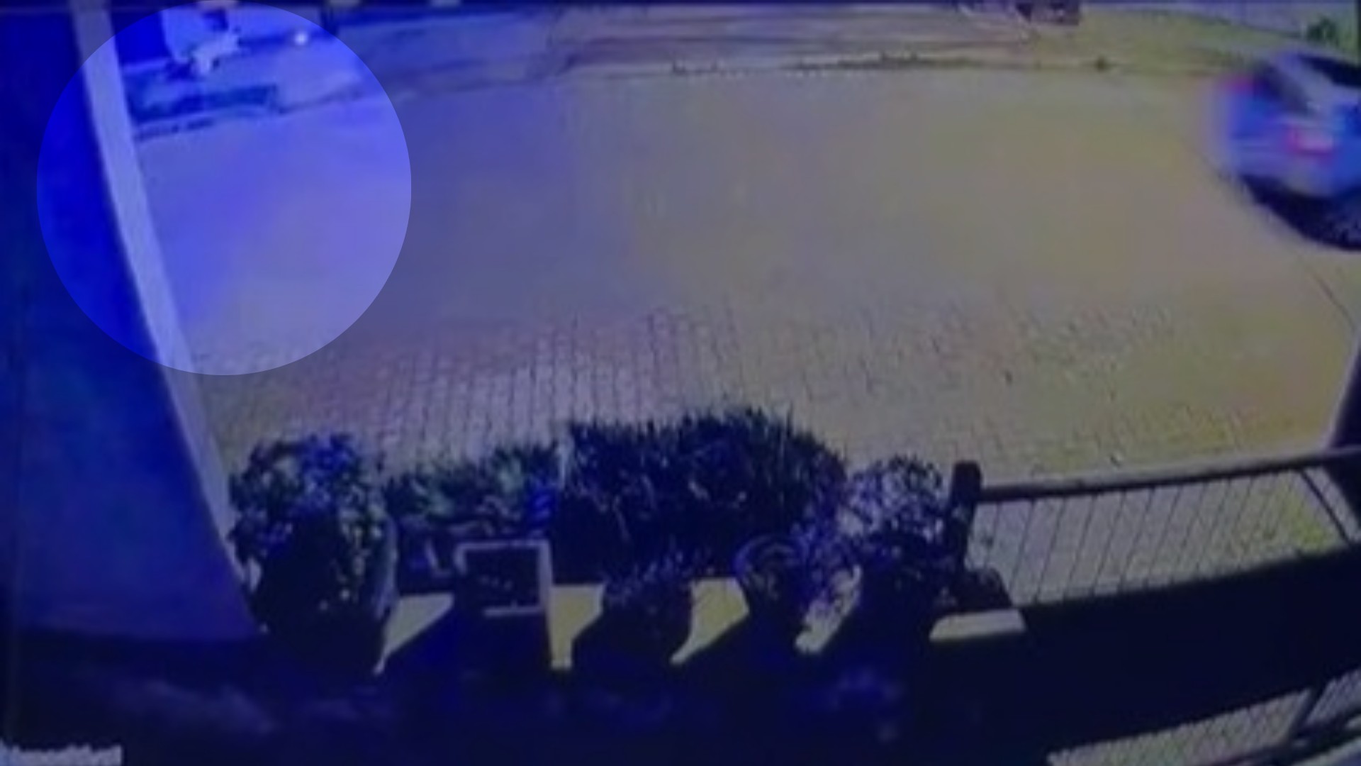 VÍDEO: Homem lança rojão contra cães comunitários e será indiciado por maus-tratos no RS, diz polícia