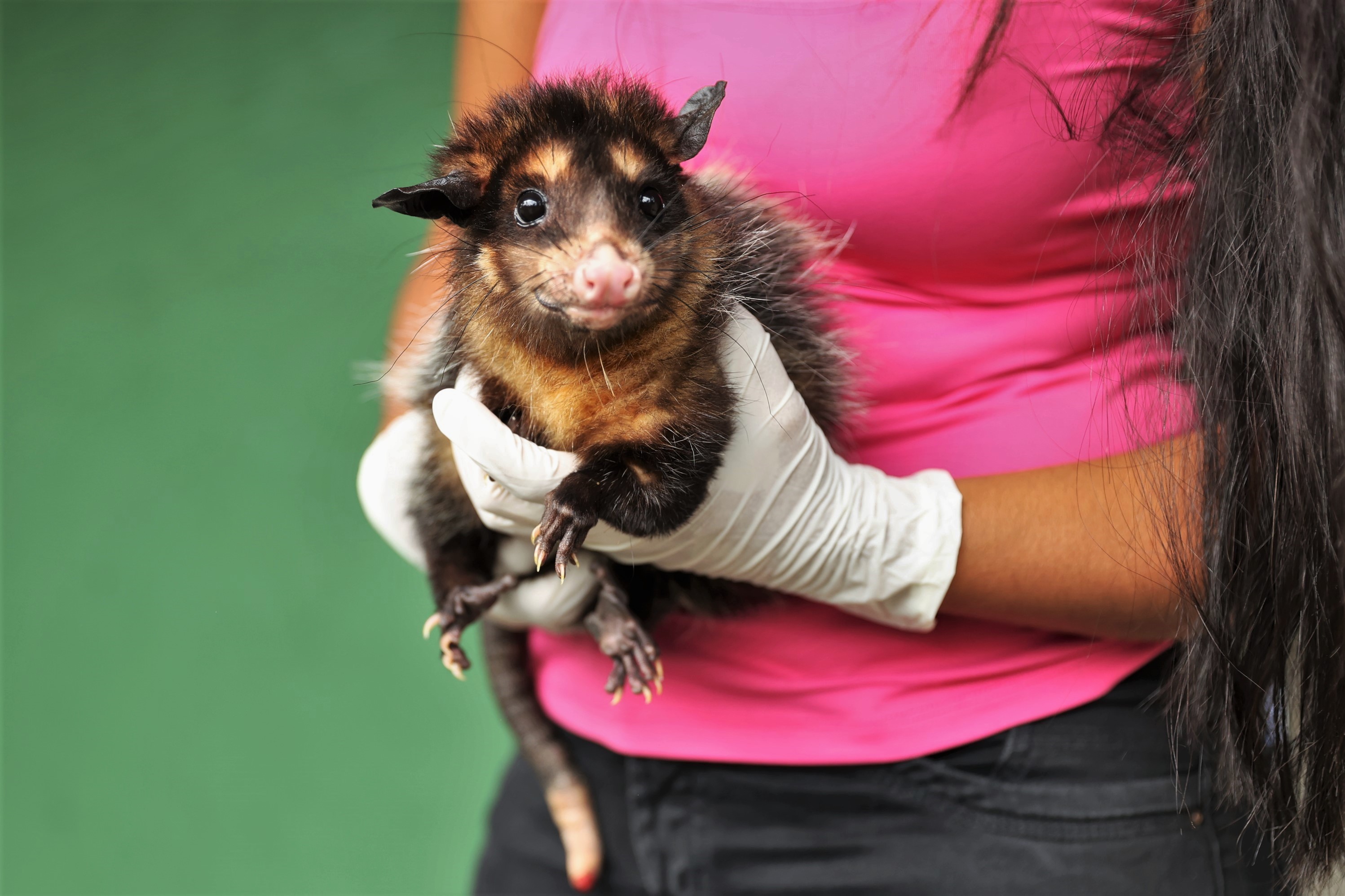 Mortadela, Sue e Gamora: conheça os novos 'moradores' do zoológico de Uberlândia e saiba como visitá-los