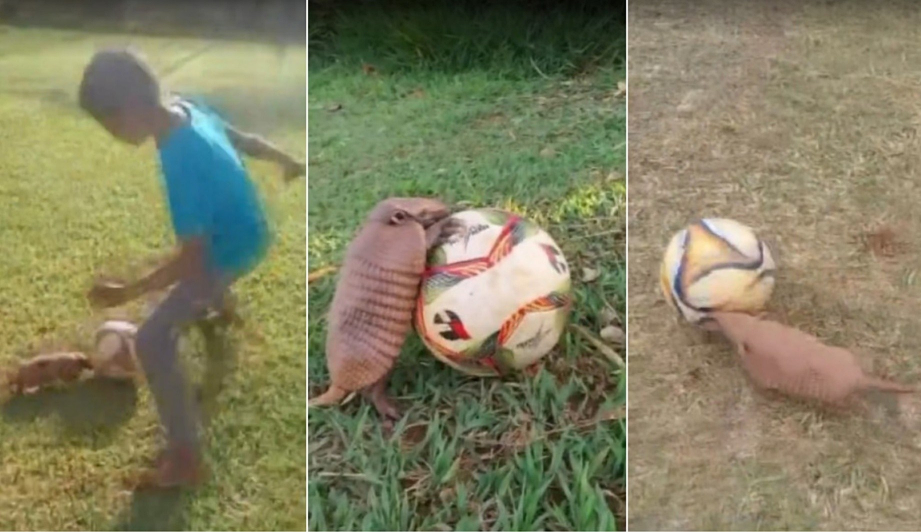 Tatuzinho 'jogador' mostra habilidade e se torna sensação em peladas na zona rural em MG