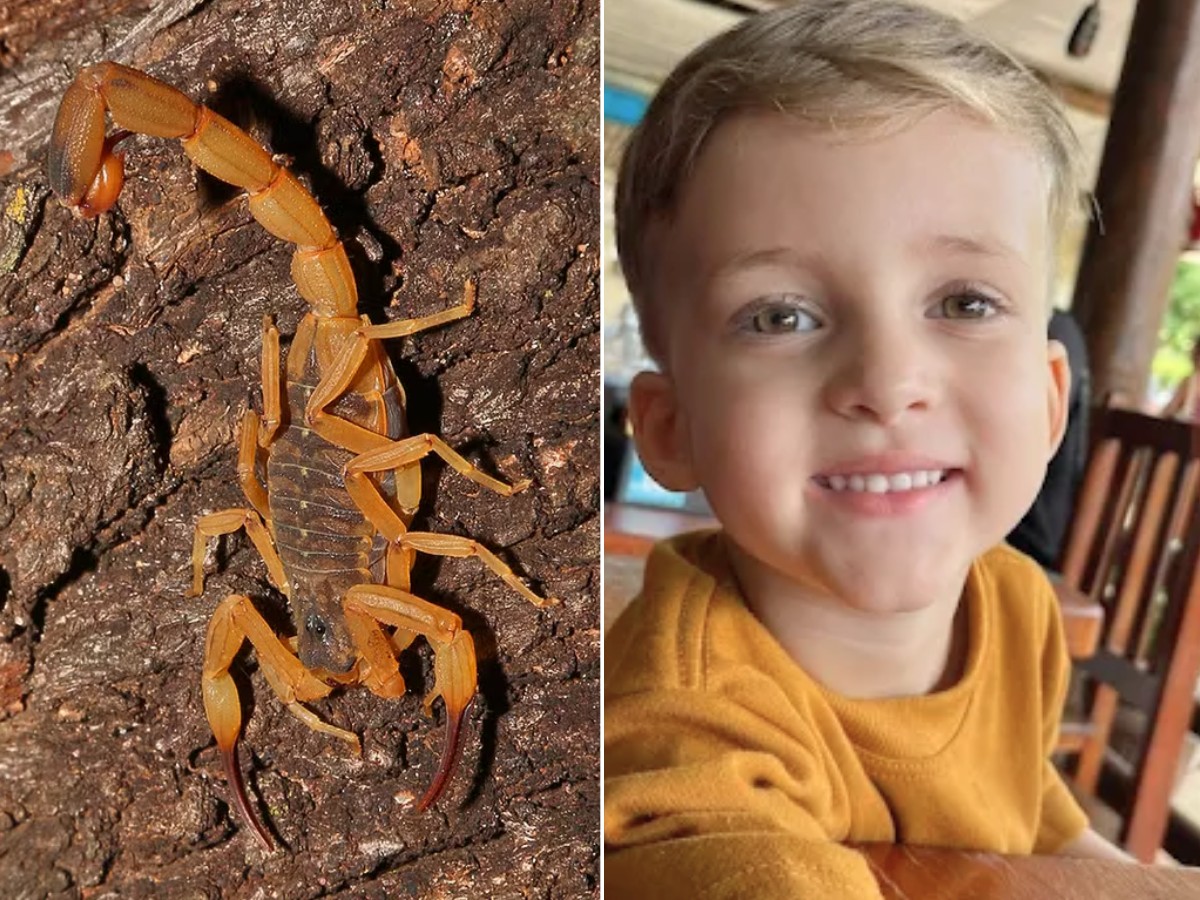 Menino de 3 anos morre após ser picado por escorpião no interior de SP