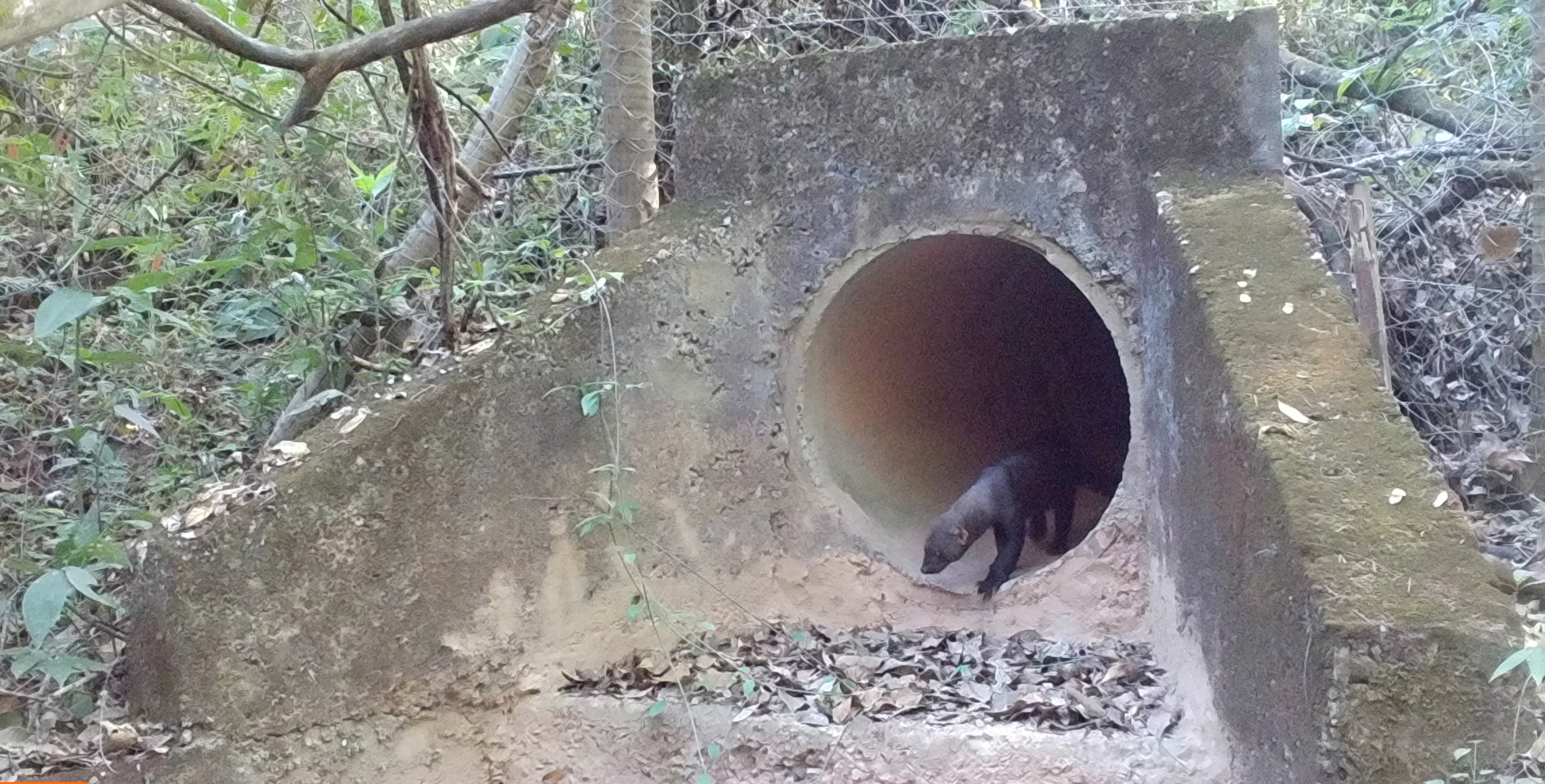 Jaguatirica, tamanduá, irara e outros animais são flagrados em passagens subterrâneas na MG-050