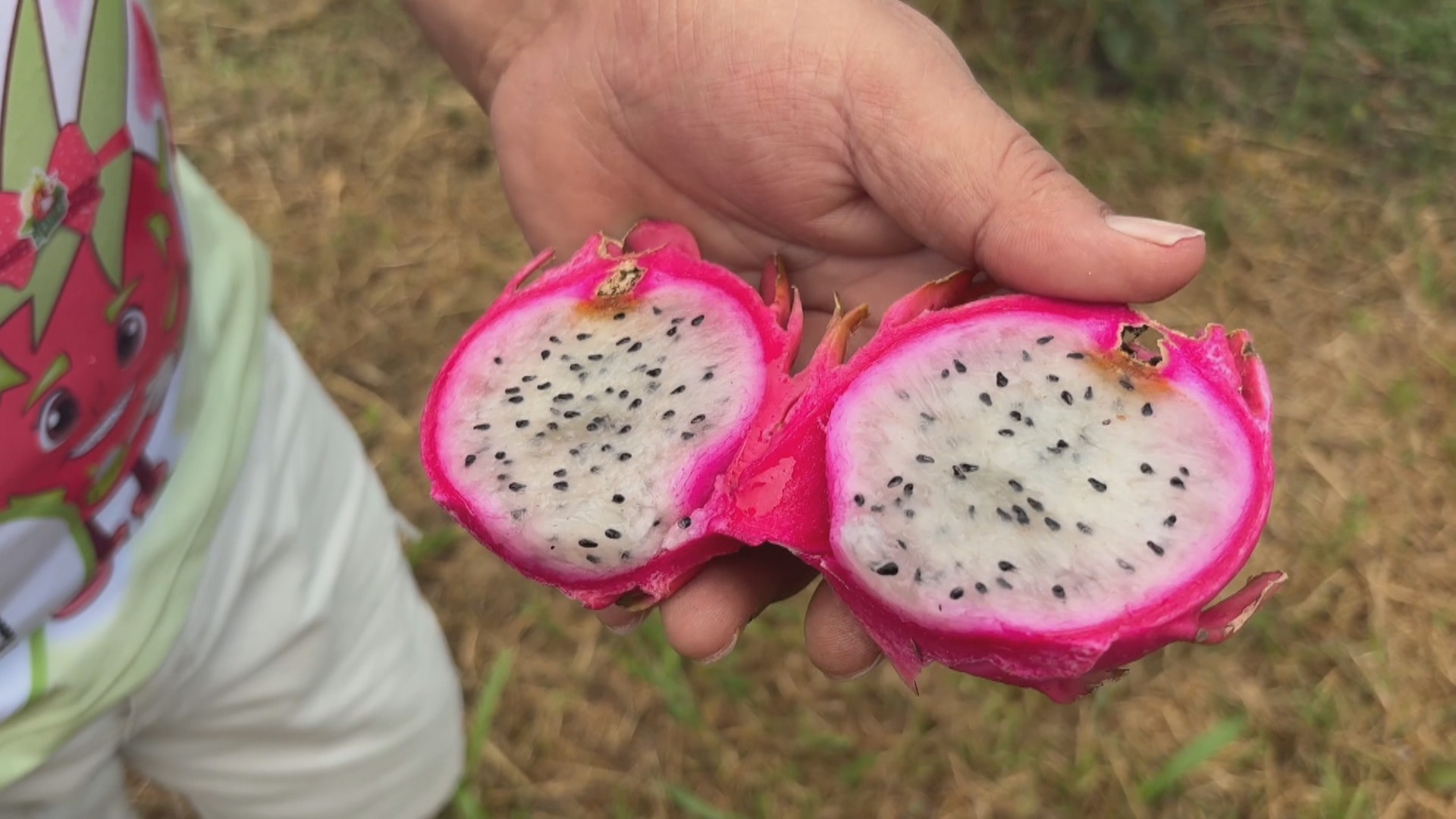 Saiba como a pitaya transformou a economia de uma pequena cidade gaúcha (que já pensa em produzir até espumante da fruta)