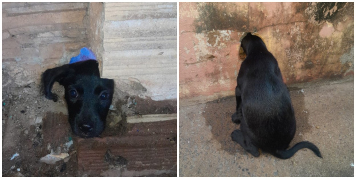VÍDEO: cachorrinha é resgatada após prender a cabeça em buraco de muro no interior de SP