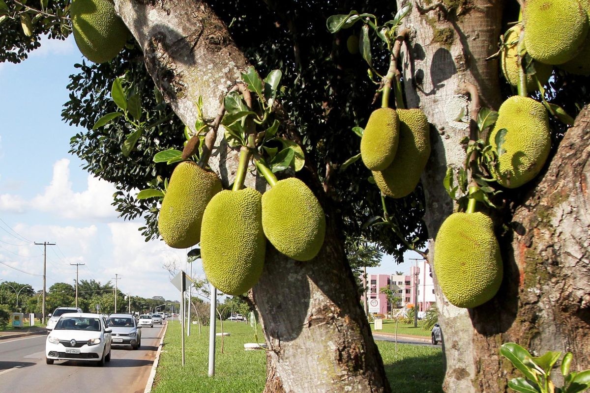 Manga, limão, jaca e mais; veja melhores lugares para colher frutas nas ruas do DF